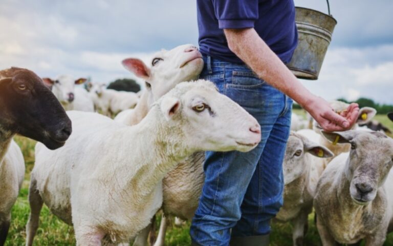 Maladies : le point sur le transport des animaux à risque