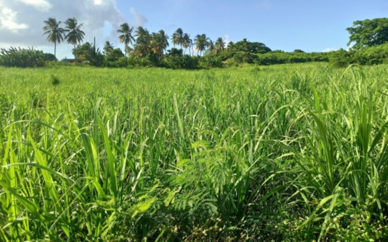 Indice des prix à la consommation en Guadeloupe – Année 2024