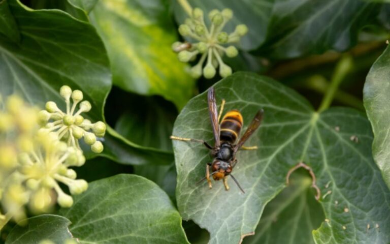 Frelons asiatiques : un plan pour aider les apiculteurs
