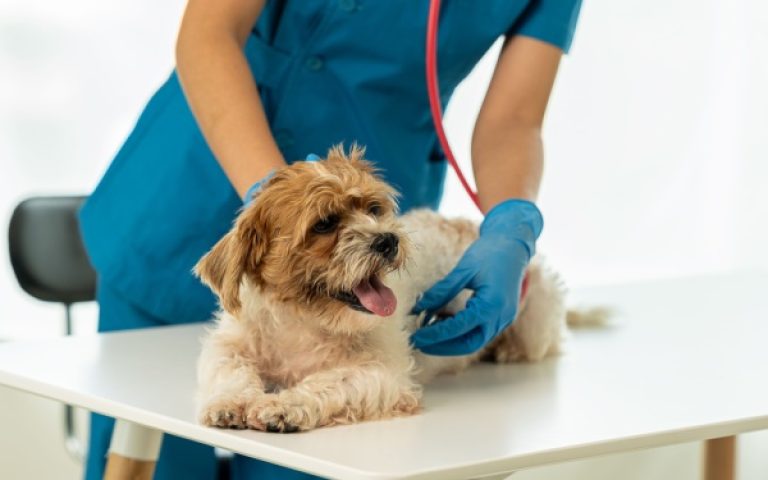 Indice de la production dans les activités vétérinaires – Année 2024