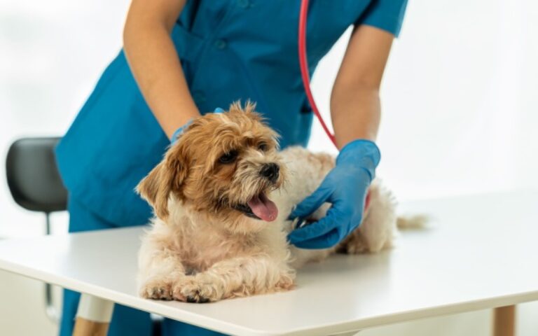 Indice de la production dans les activités vétérinaires – Année 2024