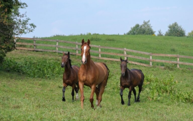 Gardiennage de chevaux : quelle fiscalité appliquer ?