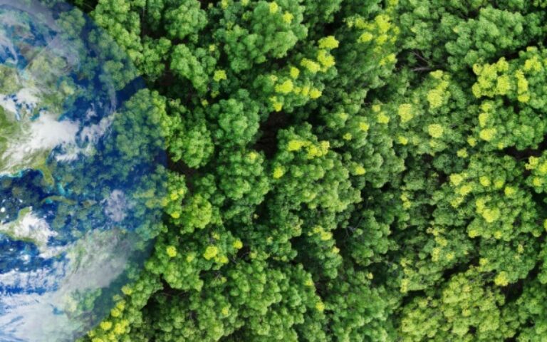 Renouvellement forestier : comment toucher les aides ?