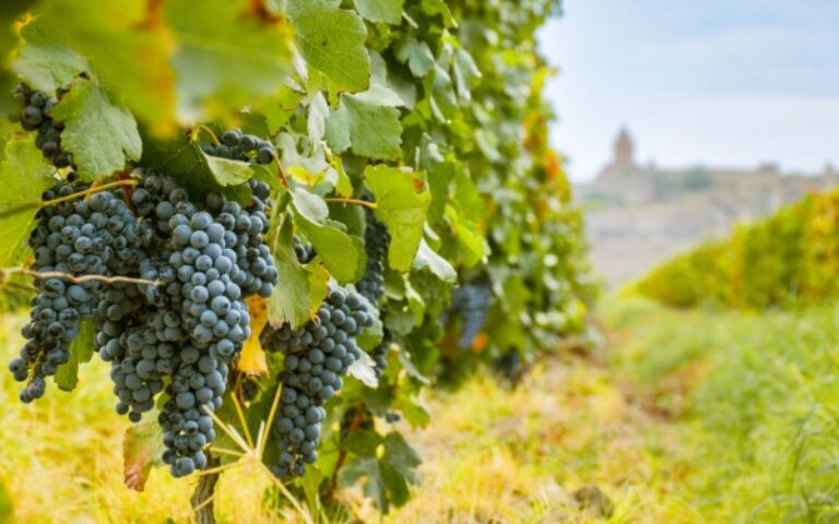 Secteur viticole : quelques nouveautés à connaître
