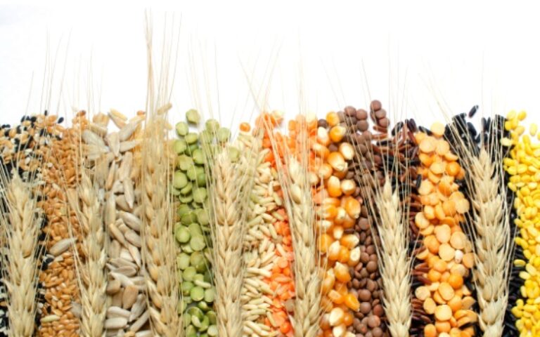 Indices des prix des produits agricoles – Année 2025