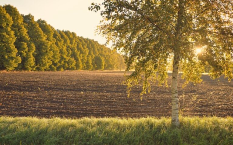 Valeur vénale des terres dans les DOM en 2024