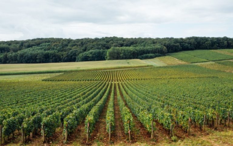 Valeur vénale des vignes en 2024