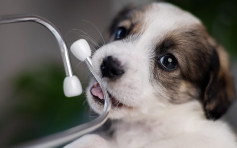 Indice de la production dans les activités vétérinaires – 2026