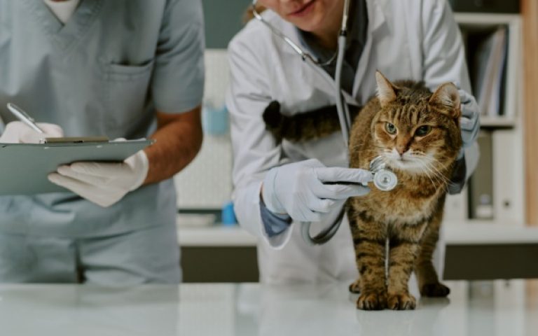 Indice de la production dans les activités vétérinaires – Année 2025