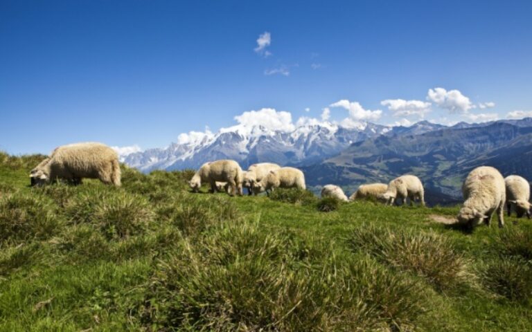 Aides contre la prédation : un calendrier à ne pas manquer