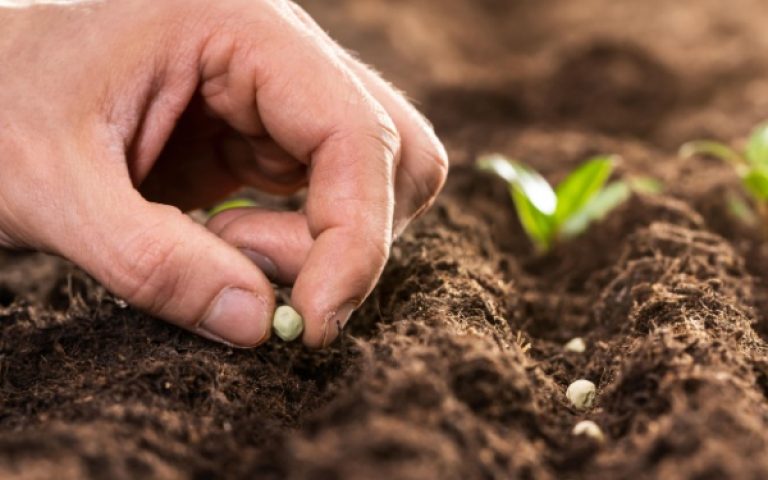 Redevances versées pour la délivrance des certificats d'obtention végétale