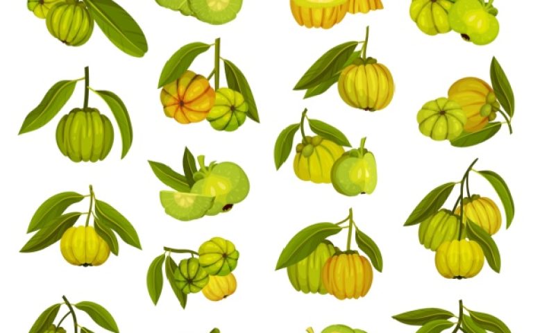 Garcinia cambogia : une interdiction temporaire toujours d’actualité ?