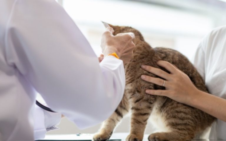 Tableau des cotisations sociales dues par les vétérinaires – Année 2026